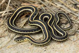 Garter snakes are harmless, very common and feed on slugs, leeches, insects and small rodents in north american gardens. Plains Gartersnake Thamnophis Radix Amphibians And Reptiles Of South Dakota