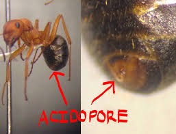 How do terro ant baits work? Outdoor Education School Science Camps California