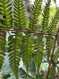 Image result for Megalastrum lanuginosum