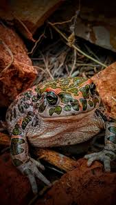 See more ideas about frog, frog and toad, cute frogs. Green Toad 1080p 2k 4k 5k Hd Wallpapers Free Download Wallpaper Flare