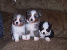 Our toy australian shepherd puppies are raised using the puppy culture protocol starting at birth, and we recommend this to our buyers. Miniature Australian Shepherd Puppies For Sale In Lakeville Indiana Classified Americanlisted Com