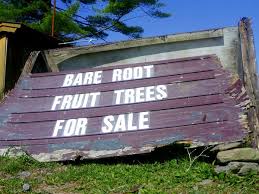 Buy fruit trees and berry bushes online with delivery right to your door. Buy Fruit Trees Scions And Rootstocks Cummins Nursery Fruit Trees Scions And Rootstocks For Apples Pears Cherries Plums Peaches And Nectarines