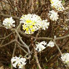 The paperbush (edgeworthia chrysantha) is prized for fragrant, soft yellow blooms that appear on bare branch in winter. Paperbush Better Homes Gardens