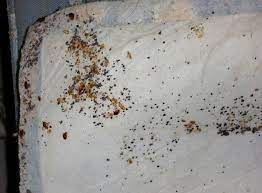 Custom weed and pest control. Pests We Treat Bed Bug Control In Asbury Park Nj Bed Bugs Raid Asbury Park Housing Units