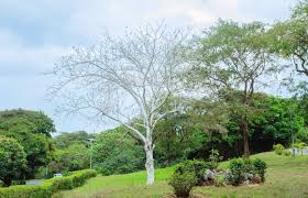 Image result for Sterculia quinqueloba
