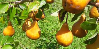 September 16, 2018 2 comments. Fruit Trees Planning To Plant