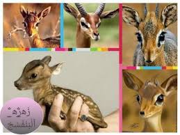 من منكم شاف غزال الريم هذه عيون الريم الحقيقية التي تذكر بالقصائد الغزلية ونرى ابداع الله في خلقة deer okapi animals