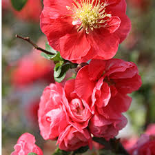 Texas scarlet is a newer variety that is compact and spreading to 3ft.x3ft. Flowering Quince For Early Spring Blooms