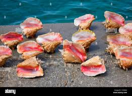 Queen Conch Shell Hi-Res Stock Photography And Images - Alamy