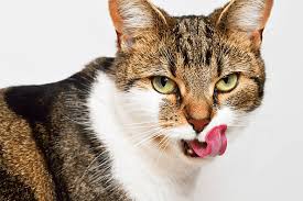 Have you ever asked why does my cat smack his lips? Cat Keeps Licking Lips What Does It Mean Pawsome Kitty