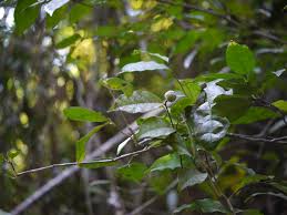 Image result for Dichapetalum rhodesicum