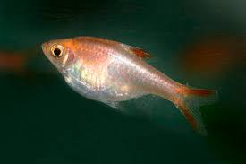 Image result for Heteromorpha sp. agg.