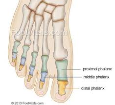 Foot Bones Anatomy Of Foot Learn Bones Plantar Fasciitis Exercises Toenail Problems Foot Cramps