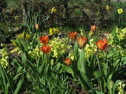 In Unserem Heissen Garten Sind Zu Den Gelben Primeln Und Narzissen Jetzt Orangene Tulpen Gekommen Das Farbthema Dieses Garte Fruhlingsgarten Stauden Taglilien