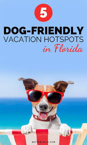 5 Dog Friendly Vacation Hotspots In Florida Betsi S World Dog Friendly Vacation Dog Friendly Beach Dog Friends