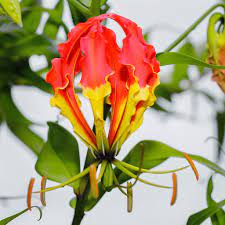 Flame Lily Gloriosa Superba National Flower Of Zimbabwe Rhodesia Naturalised In Australia Flower Wallpaper By Ann Flower Wallpaper Flowers Lily Flower