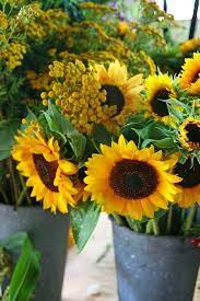Flower Crush Sunflowers Sunflower Flower Sunflowers And Daisies Beautiful Flowers