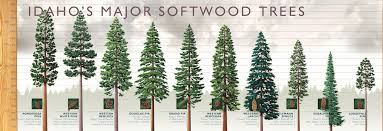 The prevailing storm winds in the greater seattle area, usually come from the south. Trees Of Idaho Idaho Forests Products Commission