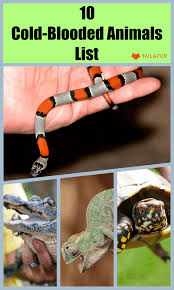 This means that their body temperature stays about the same most of the time. 10 Cold Blooded Animals List Explain Facts With Pictures