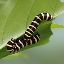 Image result for Pandiaka confusa