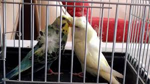 Japones Cift Muhabbet Kusu Youtube