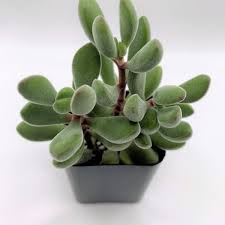 Image result for Commelina congesta