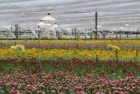 Maybe you would like to learn more about one of these? About Us Lihmil Wholesale Flowers