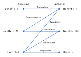• mutualism is a relationship in which both partners benefit from the association. Symbiosis Wikipedia