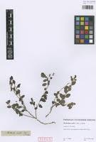 Image result for Andrachne ovalis