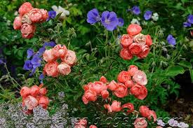 Pin On Garden