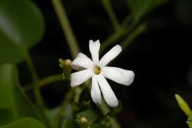 Image result for Jasminum breviflorum