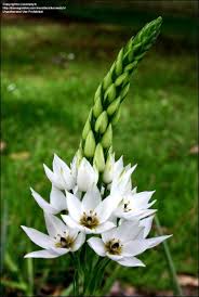 When you receive your spring bulbs (tulips, daffodils, etc.) keep them in a dry, dark, cool place until. Pin On Sarma Ernyos Sarma