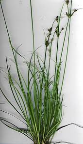Image result for Fimbristylis aphylla