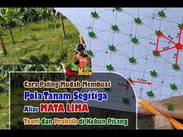 Secara umum, dapat diindikasikan bahwa pengembangan perkebunan kelapa sawit masih mempunyai prospek harga, ekspor, dan pengembangan produk (suwarto dan octavianty, 2010). Membuat Pola Tanam Segitiga Mata Lima 5 Paling Gampang Dijamin Lurus Youtube
