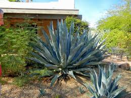 Image result for Agave americana