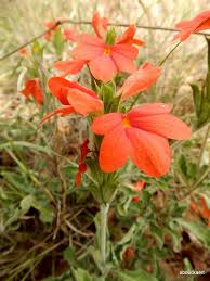 Image result for Crossandra mucronata