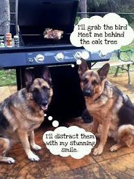 Does Your German Shepherds To This As Well Gsd German Shepherd Funny Humorous Dog Pictures Funny Dogs