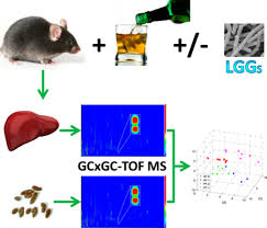 Hamster picture 835 1000 jpg / large twin towner syrian. Hepatic And Fecal Metabolomic Analysis Of The Effects Of Lactobacillus Rhamnosus Gg On Alcoholic Fatty Liver Disease In Mice Abstract Europe Pmc