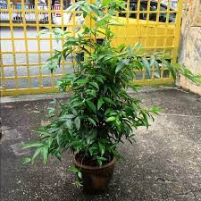 Sekalipun negara jepun maju dan moden, tetapi anda pasti tidak sangka bahawa terdapat banyak tempat menarik di jepun. Pokok Buluh Jepun Home Furniture Gardening On Carousell
