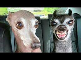 Funniest Dogs And Cats Try Not To Laugh Funny Pet Animals Life Youtube Cute Animals Funny Animals Funny Dogs