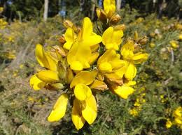 Image result for Ulex