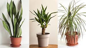 Aproximadamente 1% de estos productos son otros artículos. Plantas Para Decorar Un Hall Sin Luz Natural Jardinatis