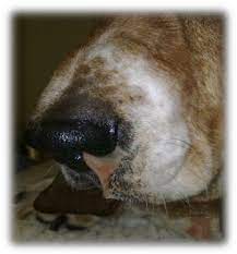 Nasal Discharge On A Dog With Aspergillosis 19 04 2010 Download Scientific Diagram