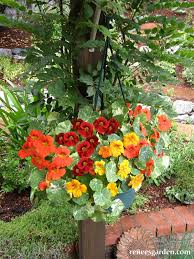 Image result for Nasturtium