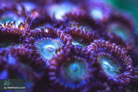 Ultimate Zoanthids Coral Hacking Guide With Amazing Pictures