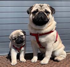 Find dogs and puppies for adoption at. Exotic Pug Puppies For Sale Near Me Pug Puppies For Sale In Michigan Facebook