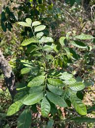 Image result for Pseudobersama