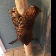Sisal Post Step Stairs For Cats On Wall Catwalk 9 8 Cat Stairs Sisal Cats