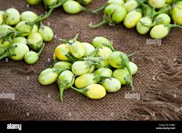 Image result for Solanum aethiopicum