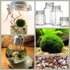 Diy Jar Aquarium Terrarium What You Need Haustherapy Marimo Moss Ball Marimo Moss Marimo